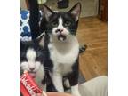 Adopt Mannicoti a Domestic Short Hair