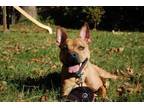 Adopt Boston a Pit Bull Terrier
