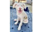 Adopt Mozart a Australian Shepherd