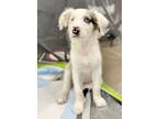 Adopt Beethoven a Australian Shepherd