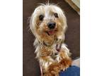 Adopt Melford a Yorkshire Terrier