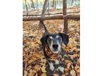 Adopt Arlo a Beagle