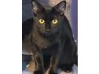 Adopt Blaze a American Shorthair