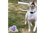 Adopt Stormy a Pit Bull Terrier, Husky