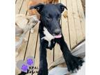 Adopt Rover - Vehicle Litter a Labrador Retriever, Pit Bull Terrier