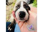 Adopt Lorax - Dr. Seuss Litter a Pit Bull Terrier, Mixed Breed