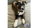 Adopt Thing Two - Dr. Seuss Litter a Pit Bull Terrier, Mixed Breed