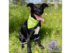 Adopt Honda - Vehicle Litter a Labrador Retriever, Pit Bull Terrier