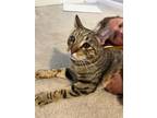 Adopt Zeke a Domestic Short Hair