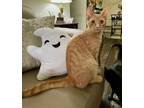 Adopt Jiggles a Domestic Short Hair, Tabby