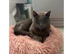Adopt Beast a Russian Blue