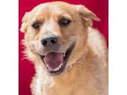 Adopt GLEASON a Australian Cattle Dog / Blue Heeler