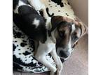 Adopt Humphrey a Foxhound