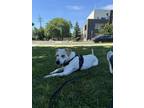 Adopt Skooby a Pointer