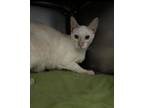 Adopt Barrel a Siamese