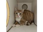 Adopt Torence a Domestic Short Hair