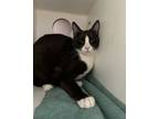 Adopt Lock a Domestic Short Hair