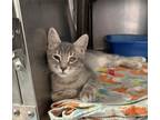 Adopt Baby Jerry a Domestic Short Hair