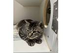 Adopt Shere Khan a Domestic Short Hair