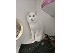 Adopt Orion a Domestic Medium Hair