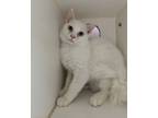 Adopt Julius a Domestic Medium Hair