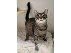 Adopt Bubba a Domestic Short Hair