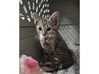 Adopt Bobby a Domestic Short Hair