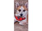 Adopt Rebel a Corgi, Cattle Dog