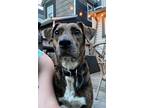 Adopt Dakota a Mixed Breed, Catahoula Leopard Dog