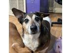 Adopt Gatling a Dachshund, Jack Russell Terrier
