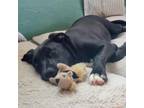 Adopt Nolan a Labrador Retriever