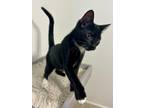 Adopt Nelson a Tuxedo