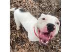 Adopt Chance (Chalino) (Kelpie) a Mixed Breed
