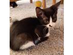 Adopt Freidrich a Black & White or Tuxedo American Shorthair (short coat) cat in