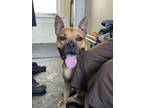 Adopt Tom Nook a Pit Bull Terrier, Staffordshire Bull Terrier
