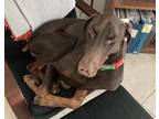 Adopt Dillon a Doberman Pinscher