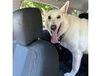 Adopt Trooper a German Shepherd Dog
