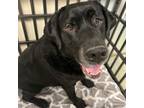 Adopt Duff a Black Labrador Retriever