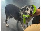 Adopt Mickey a Jack Russell Terrier