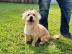 Adopt Max a Jack Russell Terrier