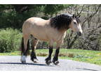 Here is a horse that you do not see around very easily.