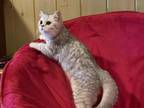 Scottish Fold