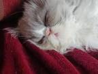Mitsy
