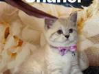 British Shorthair Kittens