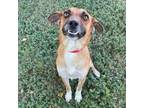 Adopt Peppermint a Shepherd