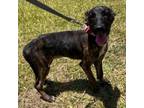 Adopt Bear a Mixed Breed