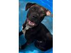 Adopt Lana a Pit Bull Terrier, Mixed Breed