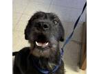 Adopt Stella a Wirehaired Terrier