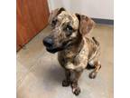 Adopt LT a Shepherd, Black Mouth Cur
