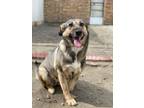 Adopt Eugena (KSAR) a Labrador Retriever, Afghan Hound